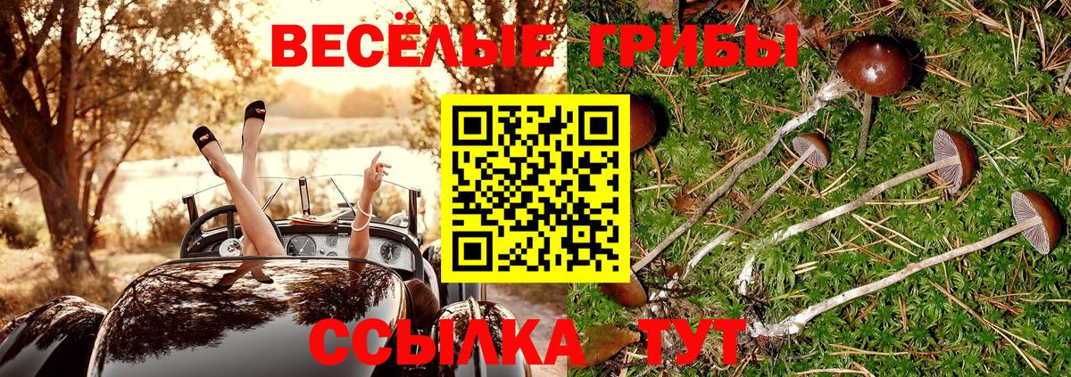 Галлюциногенные грибы Psilocybe  Вход с VPN  Ачинск  Галлюциногенные грибы прущие грибы 